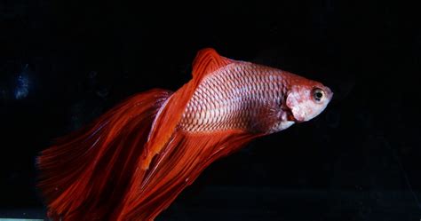 養鬥魚風水禁忌|【鬥魚飼養】養鬥魚風水禁忌、水質要求、水草選擇＆。